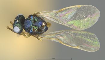 Media type: image;   Entomology 19622 Aspect: habitus dorsal view